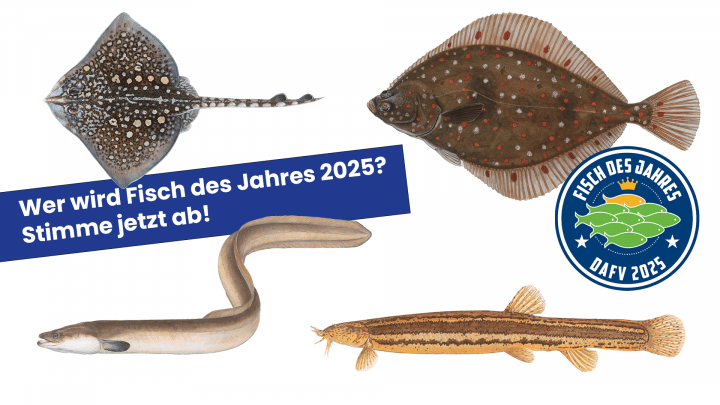 "Fisch des Jahres" 2025