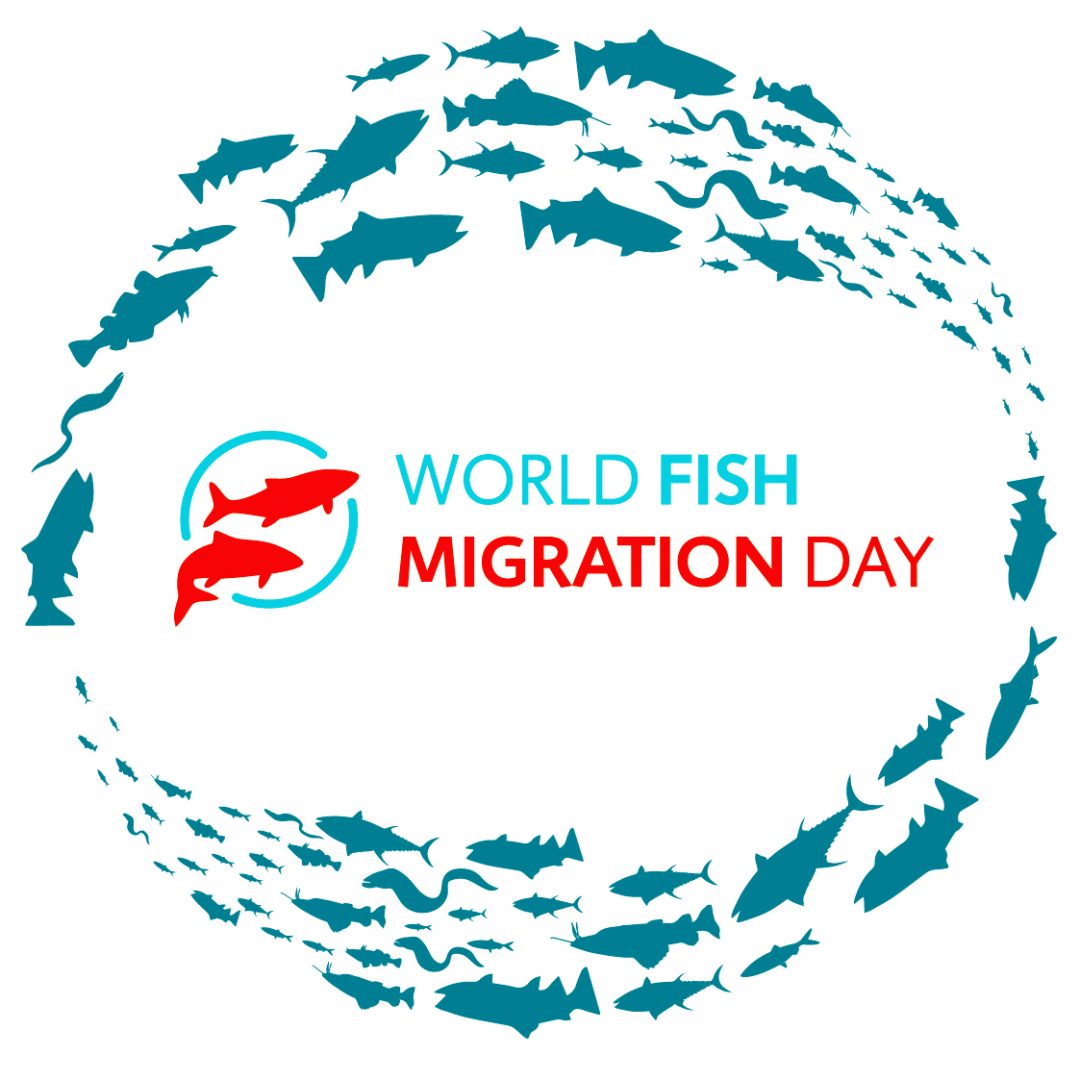 F R Freie Fl Sse Und Gesunde Fischbest Nde World Fish Migration Day Landesanglerverband